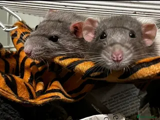 Rat rodents Two female rats - Advert 1