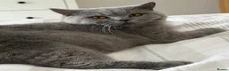 British Shorthair cats for sale: GCCF 1 year old blue British shorthair  - Advert 2