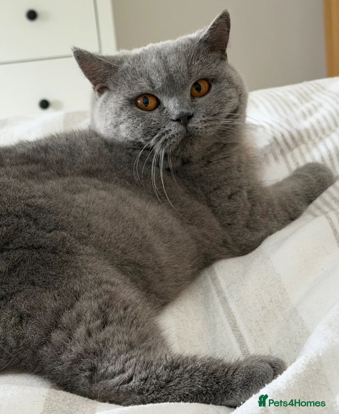 British Shorthair cats for sale: GCCF 1 year old blue British shorthair  - Advert 2