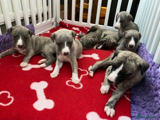 Whippet dogs 🐾 Exceptional Whippet Puppies from Show Lines 🐾 - Advert 5