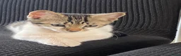 Mixed Breed cats for sale: Beautiful, friendly kittens looking for new home - Advert 7