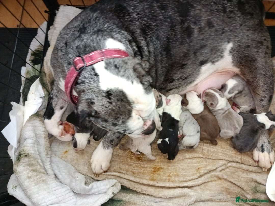 English Bulldog dogs for sale: Olde English bulldog puppies  - Image 22
