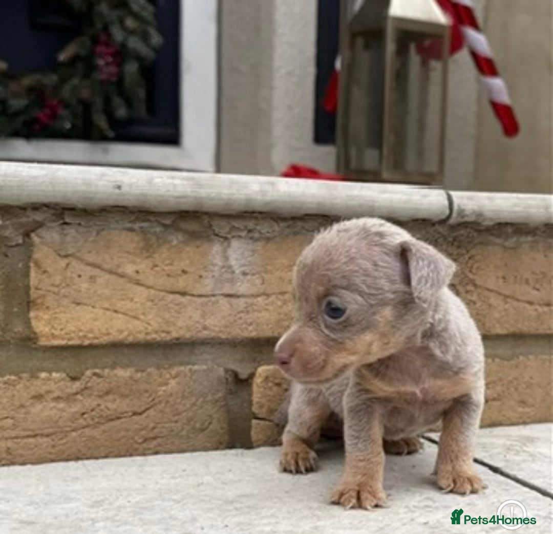 Jack Russell dogs for sale: Much wenlock jack russell pups  - Advert 7