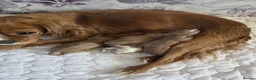 Cavalier King Charles Spaniel dogs for sale: Beautiful cavalier king Charles spaniel puppies  - Advert 3