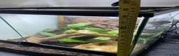 Frog reptiles for sale: Redeye tree frog  - Advert 9