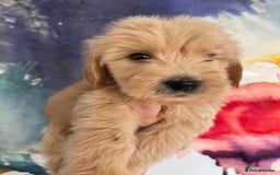 Goldendoodle dogs for sale: Multigenerational Puppies Waiting List - Advert 23