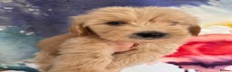 Goldendoodle dogs for sale: Multigenerational Puppies Leaving February  - Advert 23