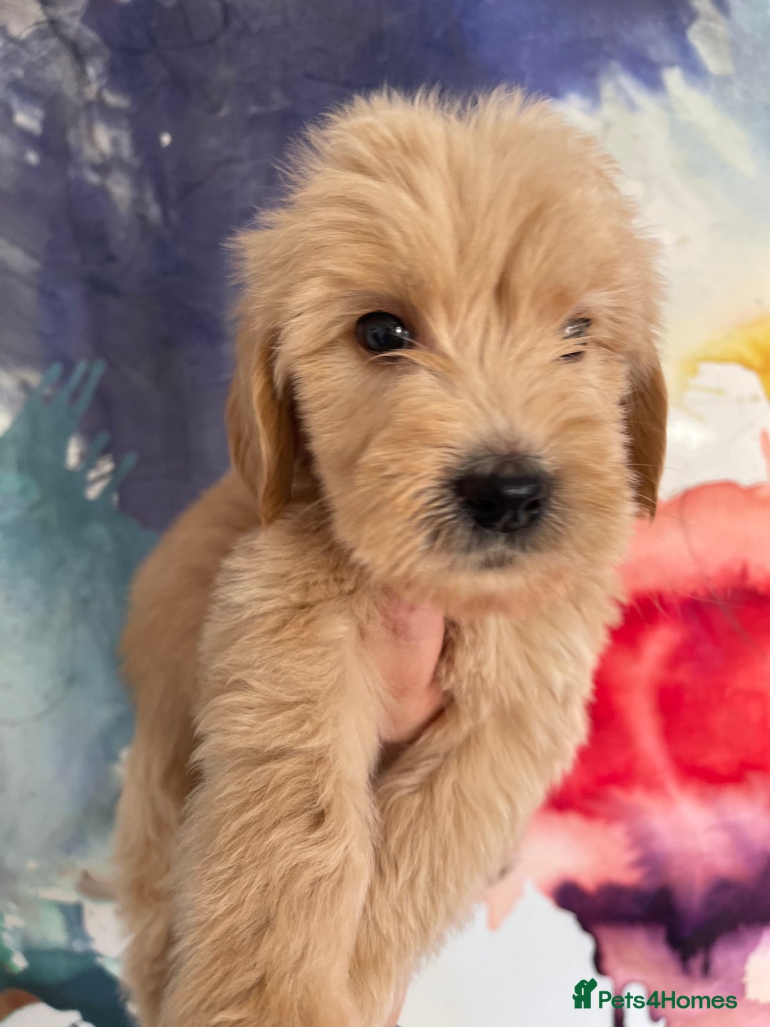 Goldendoodle dogs for sale: Multigenerational Puppies Waiting List - Advert 23