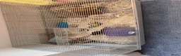 Hamster rodents for sale: Hamster for sale in Denbigh - Advert 5