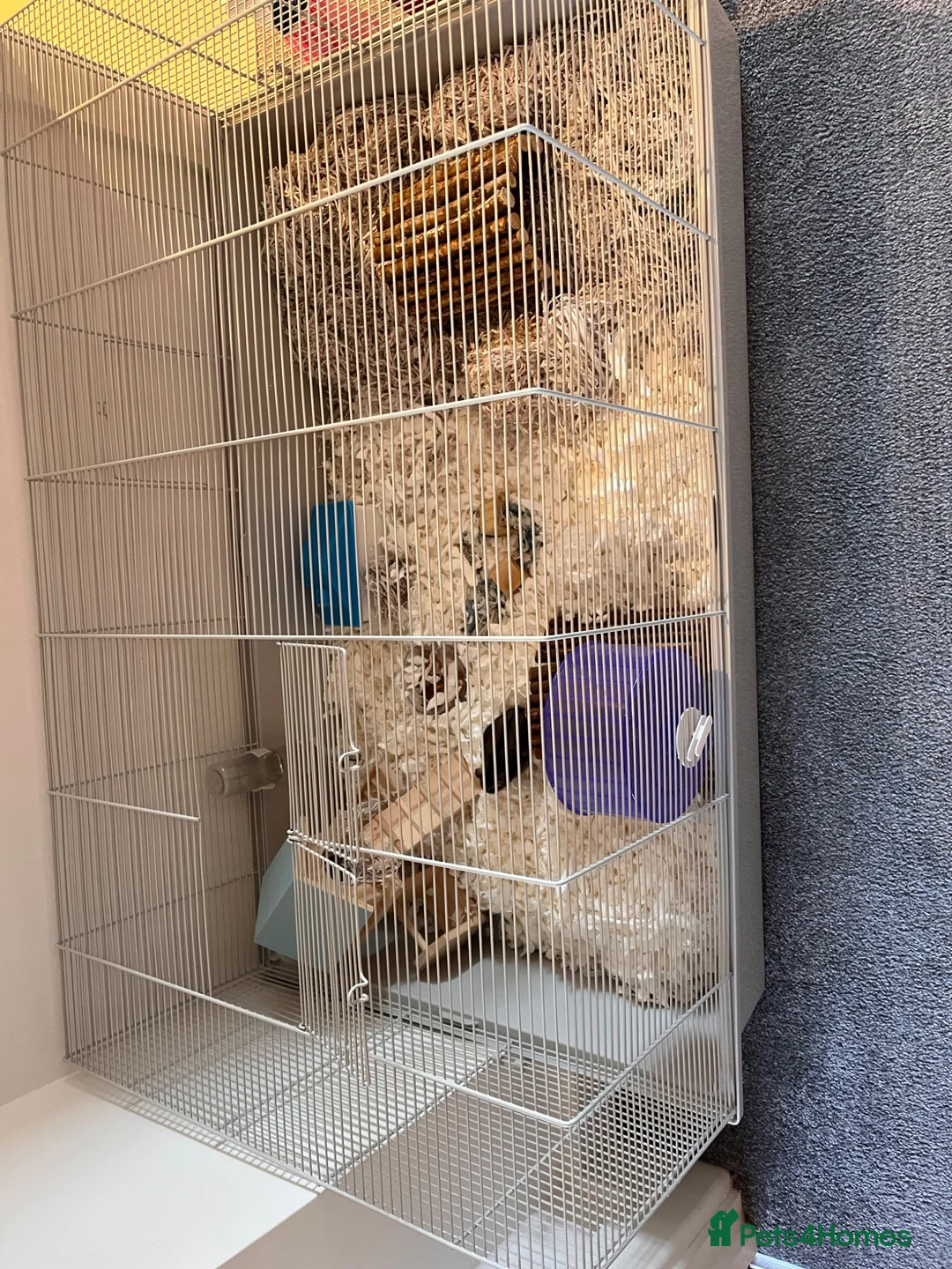 Hamster rodents for sale: Hamster for sale in Denbigh - Advert 5
