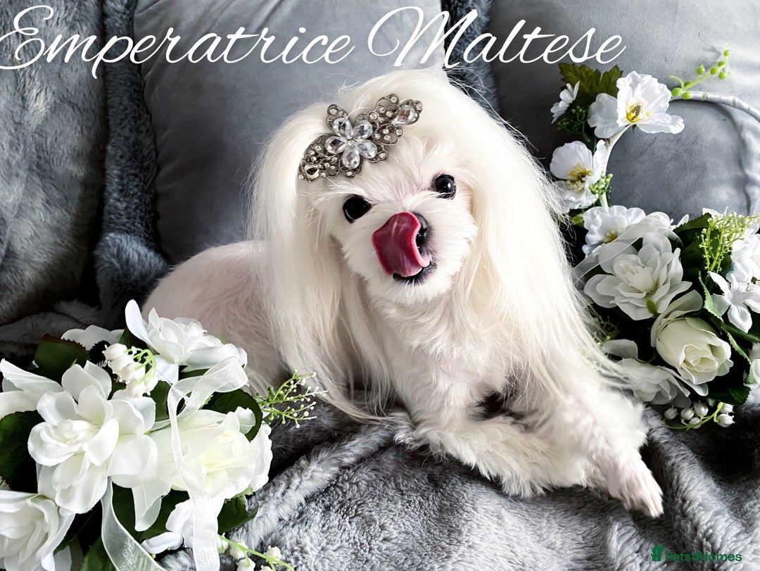 Maltese dogs for sale: Tiny KC Reg. Korean Line Maltese- by Emperatrice - Image 2