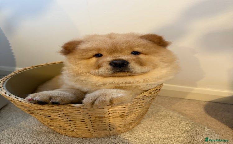 Chow Chow dogs - Advert 1
