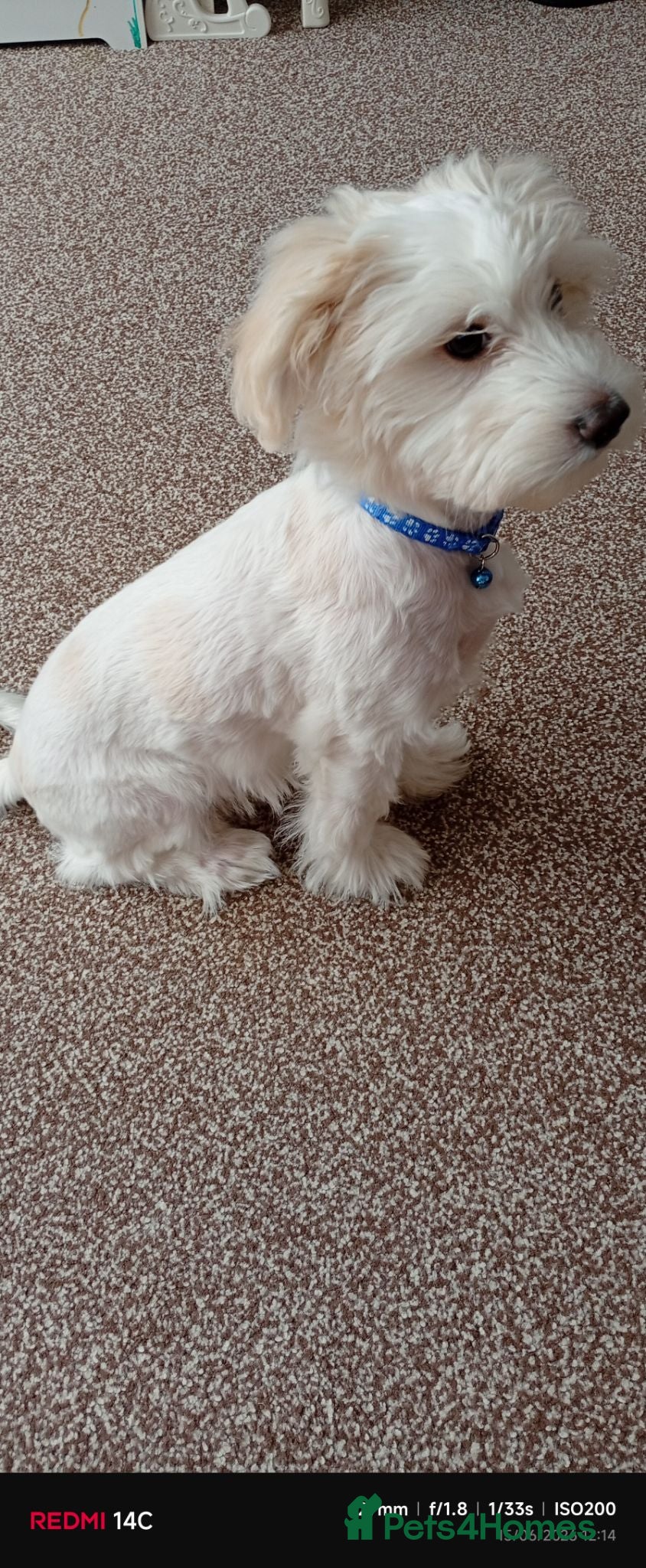 Bichon Frise dogs Bichon Frise -1 male  - Advert 1