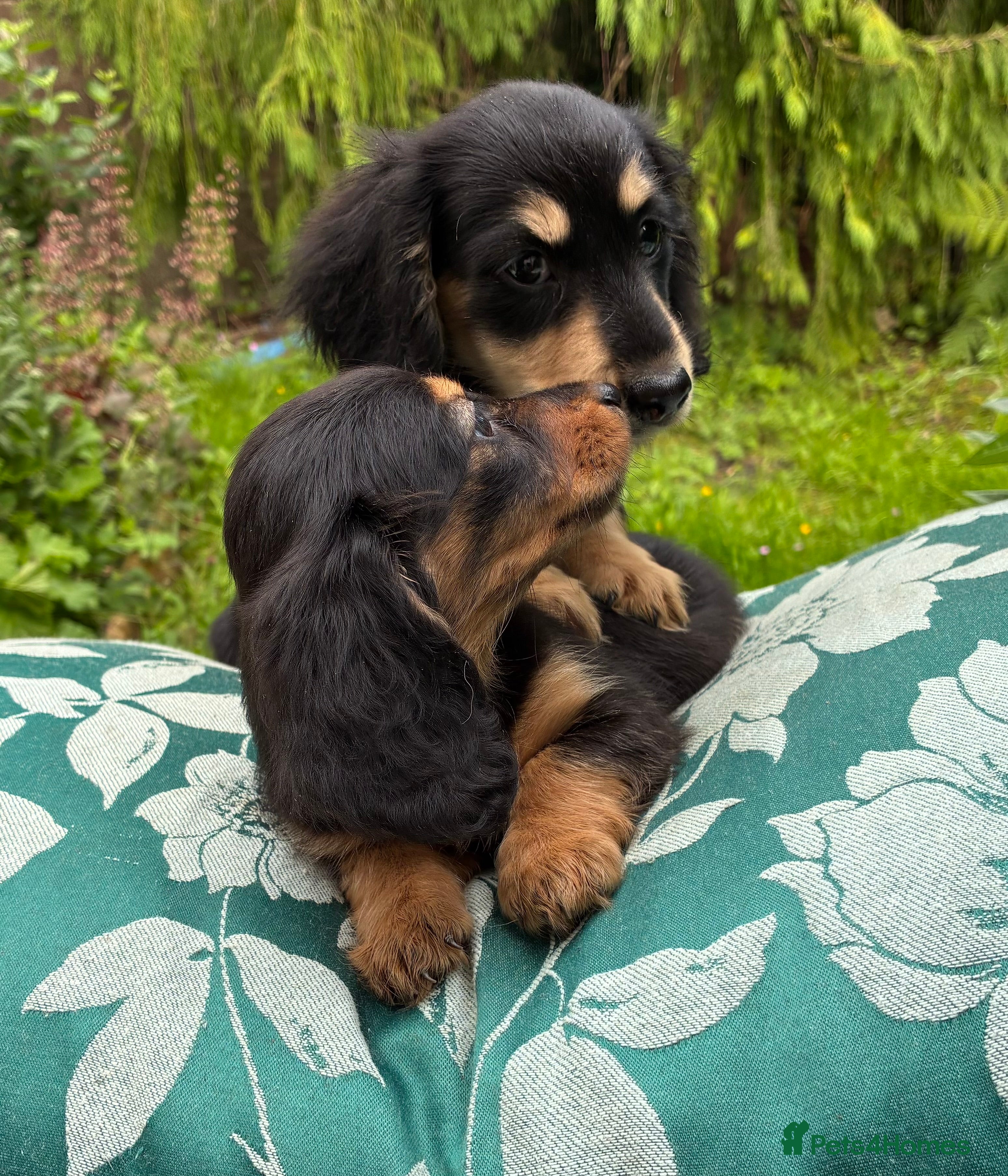 Miniature Dachshund dogs Two female LH MINI DACHSHUND pups PRA CLEAR ,  - Advert 1