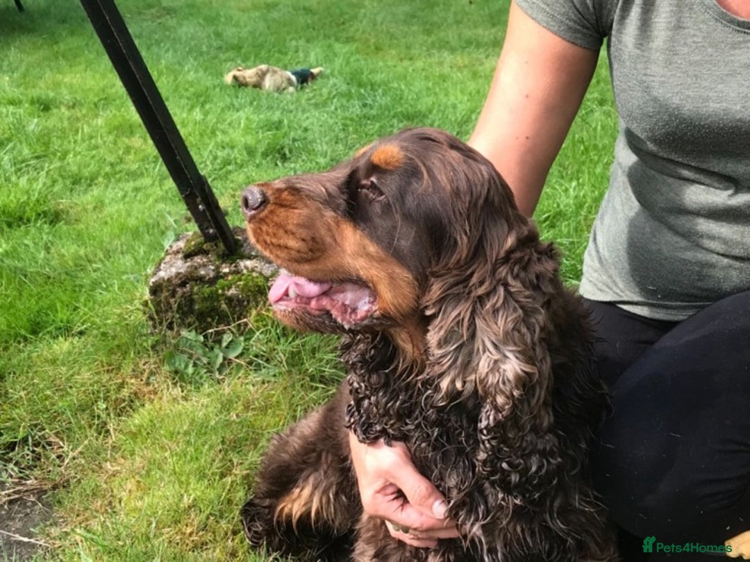Cocker Spaniel dogs for stud: Health tested show cocker STUD in Ashbourne - Advert 6