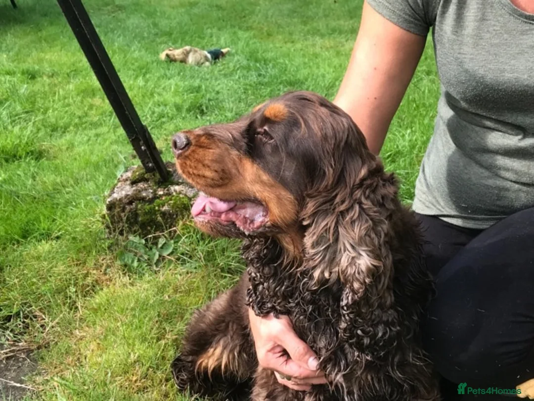 Cocker Spaniel dogs for stud: Health tested show cocker STUD in Ashbourne - Advert 6