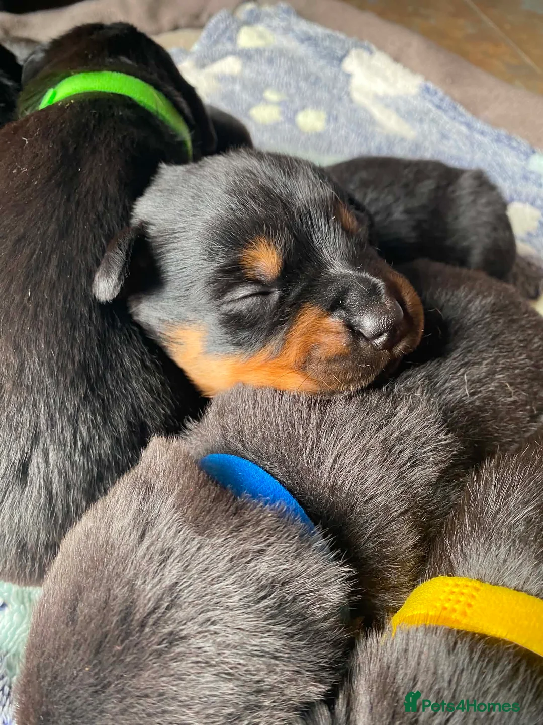 Rottweiler dogs for sale: 8 Stunning Rottweiler puppies  - Advert 1