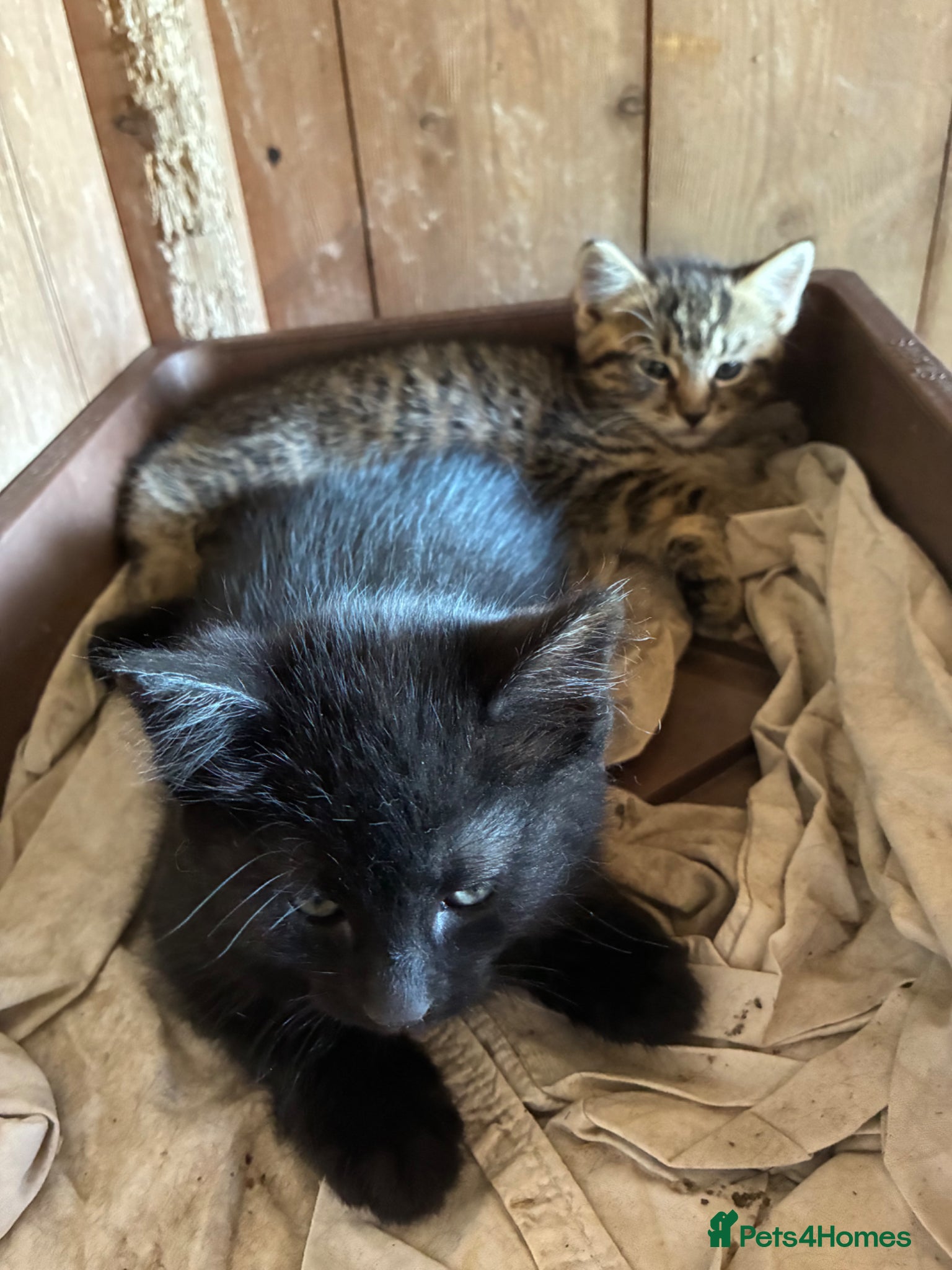Mixed Breed cats for sale: Beautiful kittens in Wincanton - Advert 4