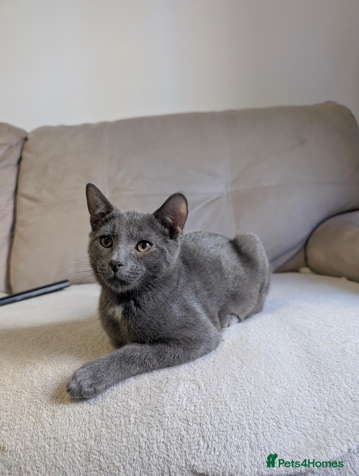 Chartreux cats Beautiful friendly Grey kitten - Advert 11