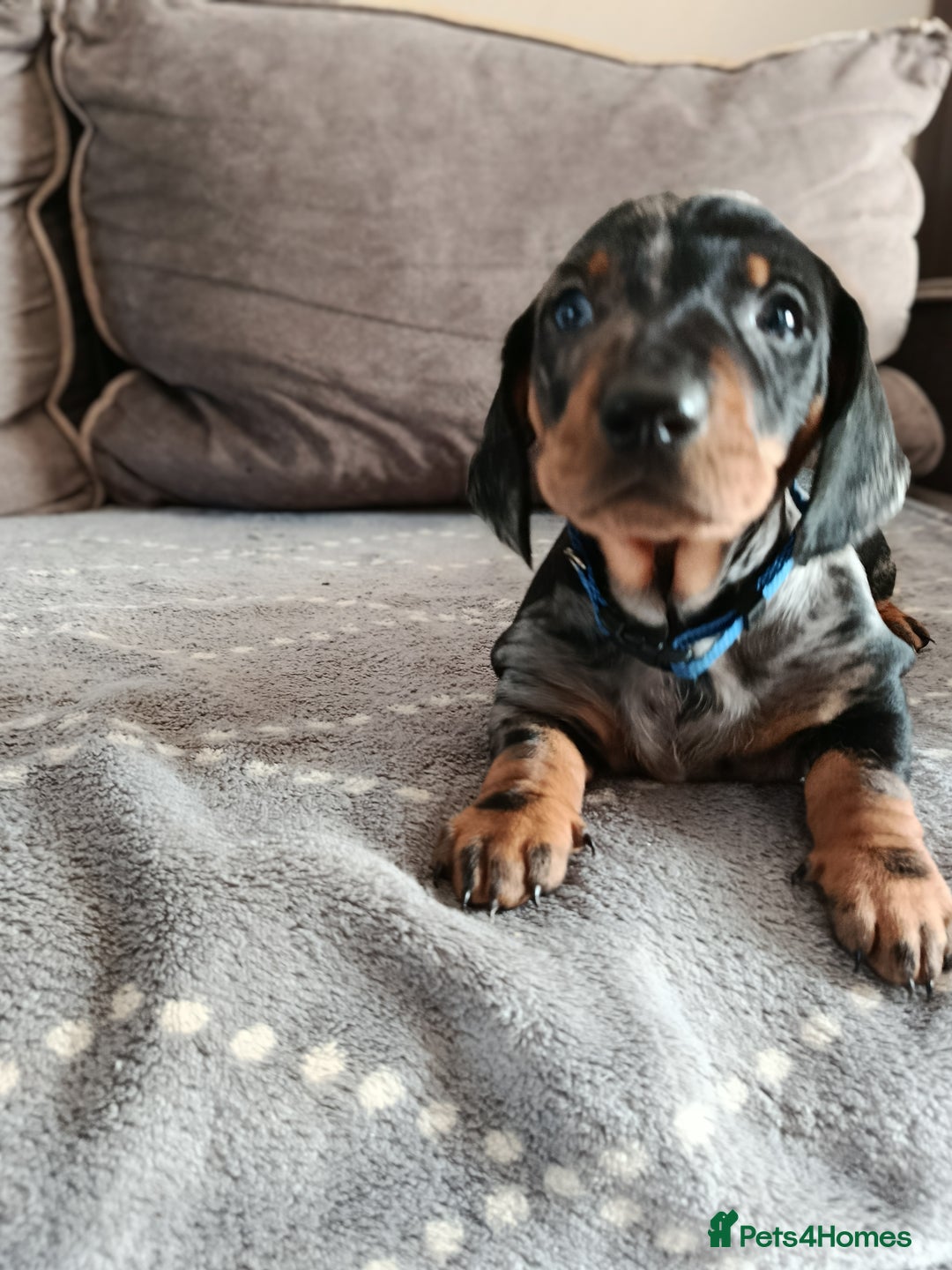 Dachshund dogs for sale: Champions Line/Show Quality Standard Dachshund - Advert 38