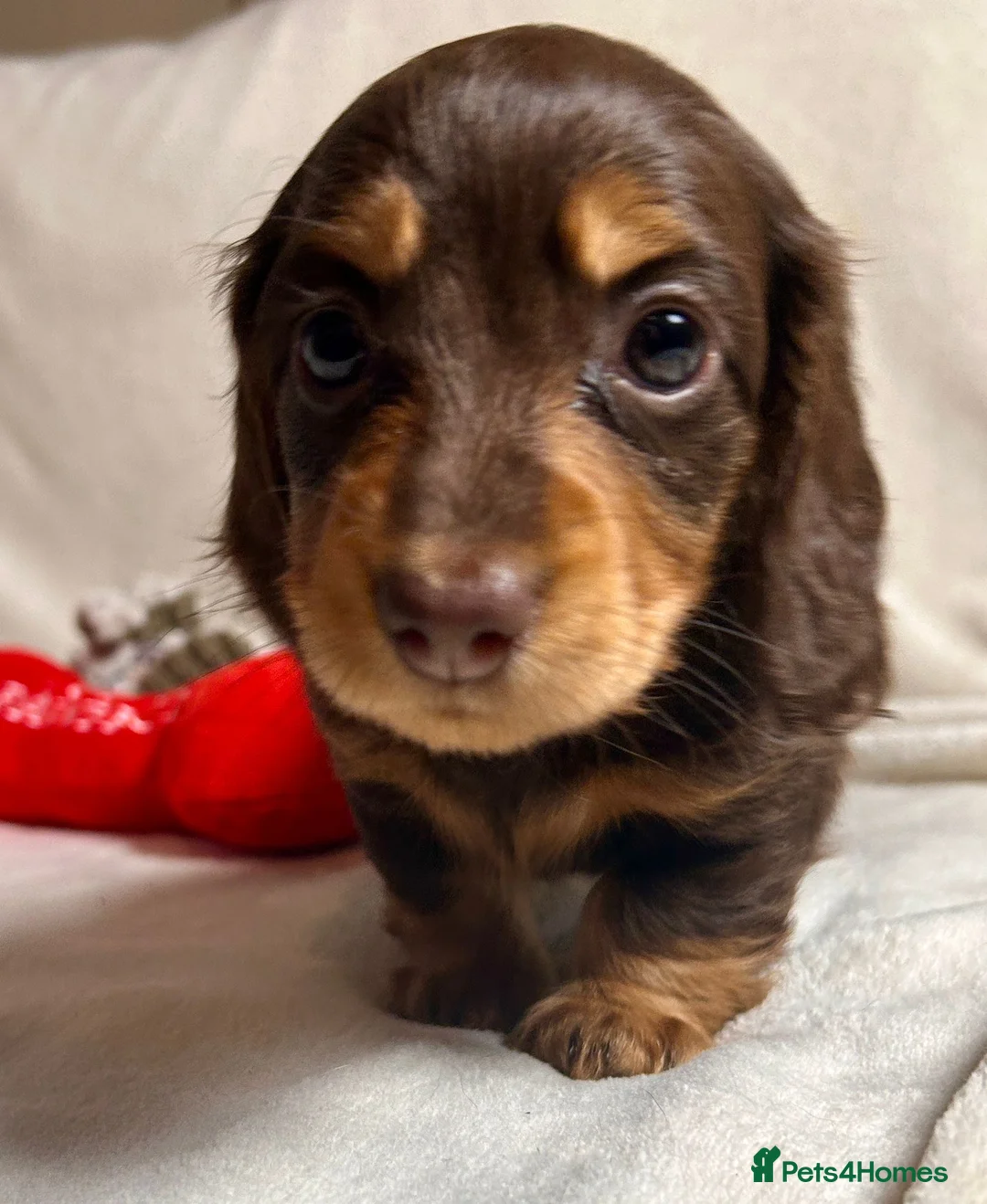 Miniature Dachshund dogs for sale: Gorgeous Mini Dachshund Puppies - Chocolate & Tan - Advert 4