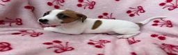 Jack Russell dogs for sale: 2 jack Russell puppies - Advert 13