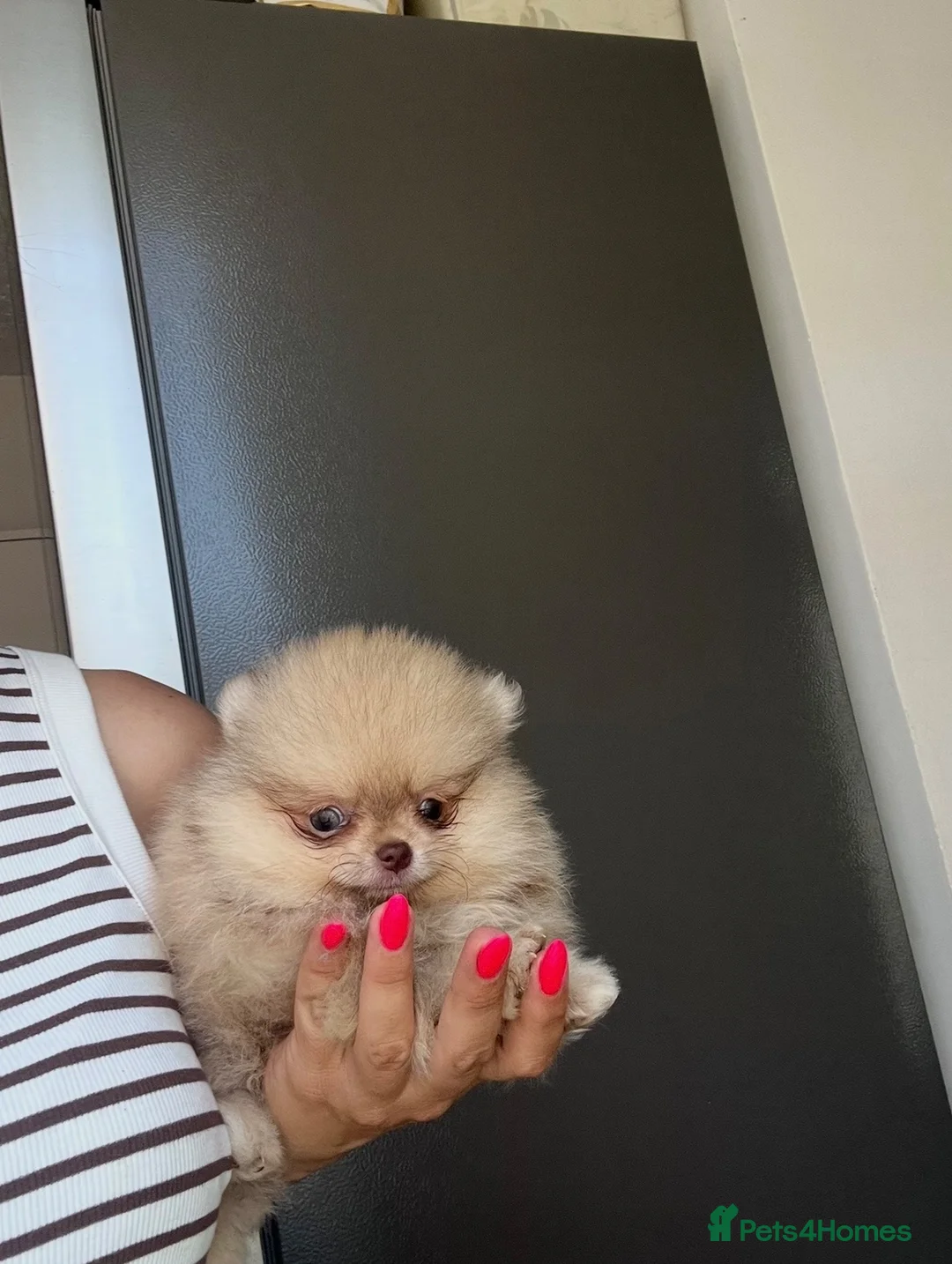Pomeranian dogs for sale: 🔥Boy 500gr🐻👁️Green eyes🐻Outstanding  - Advert 2
