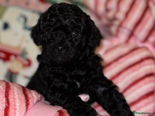 Toy Poodle dogs Tiny toy poodle boy available for reservation - Advert 17