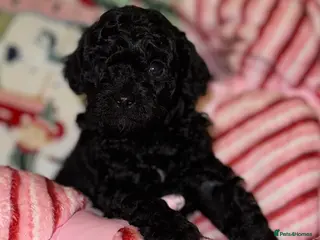 Toy Poodle dogs Tiny toy poodle boy available for reservation - Advert 6