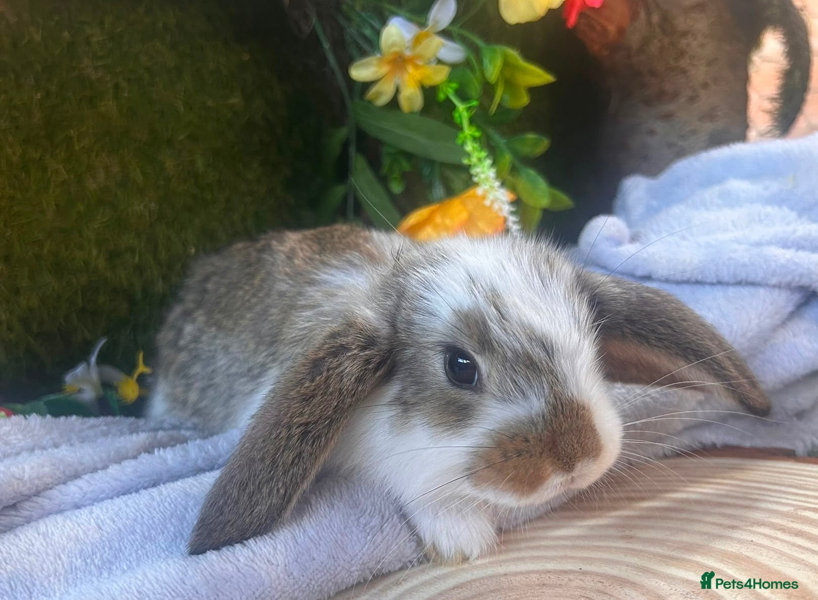 French Lop rabbits Baby French Lops ready to reserve  - Advert 1