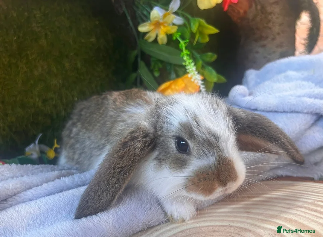 French Lop rabbits for sale: Baby French Lops ready to reserve  - Advert 1