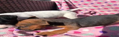 Jack Russell 2