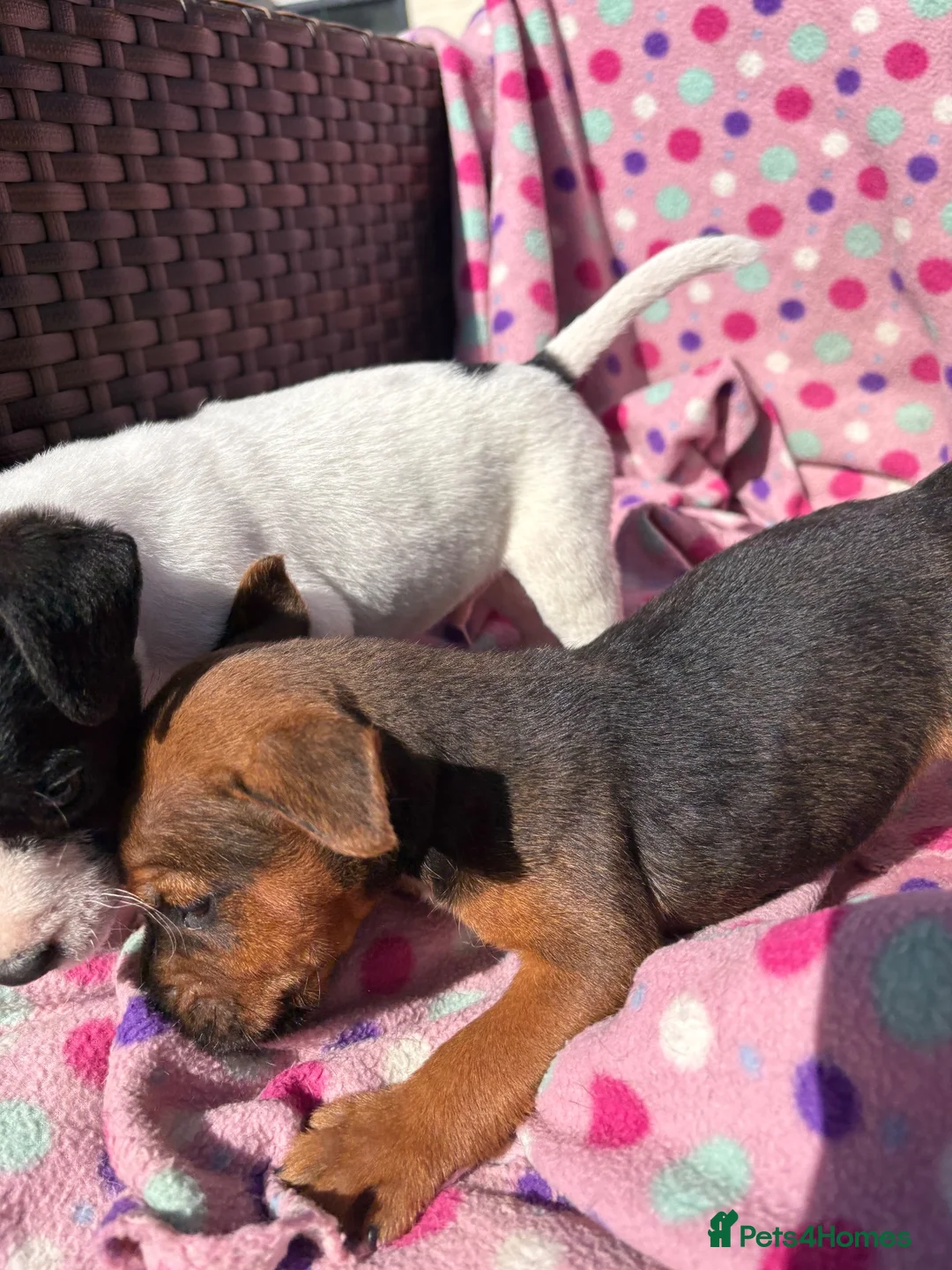 Jack Russell dogs for sale: Jack Russel Cross - Advert 2