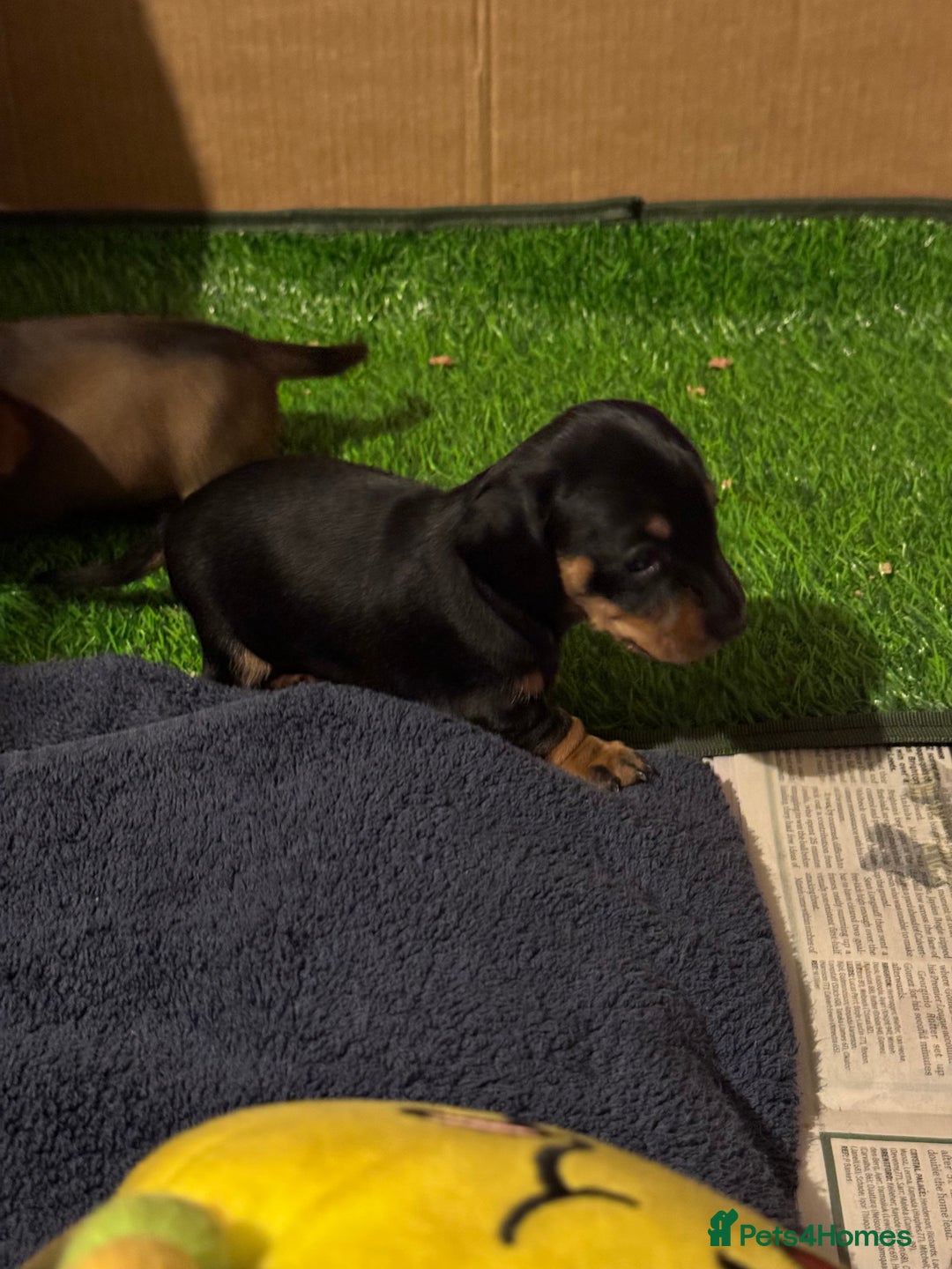 Miniature Dachshund dogs for sale: 1 dog left! Ready now. KC reg - Advert 21
