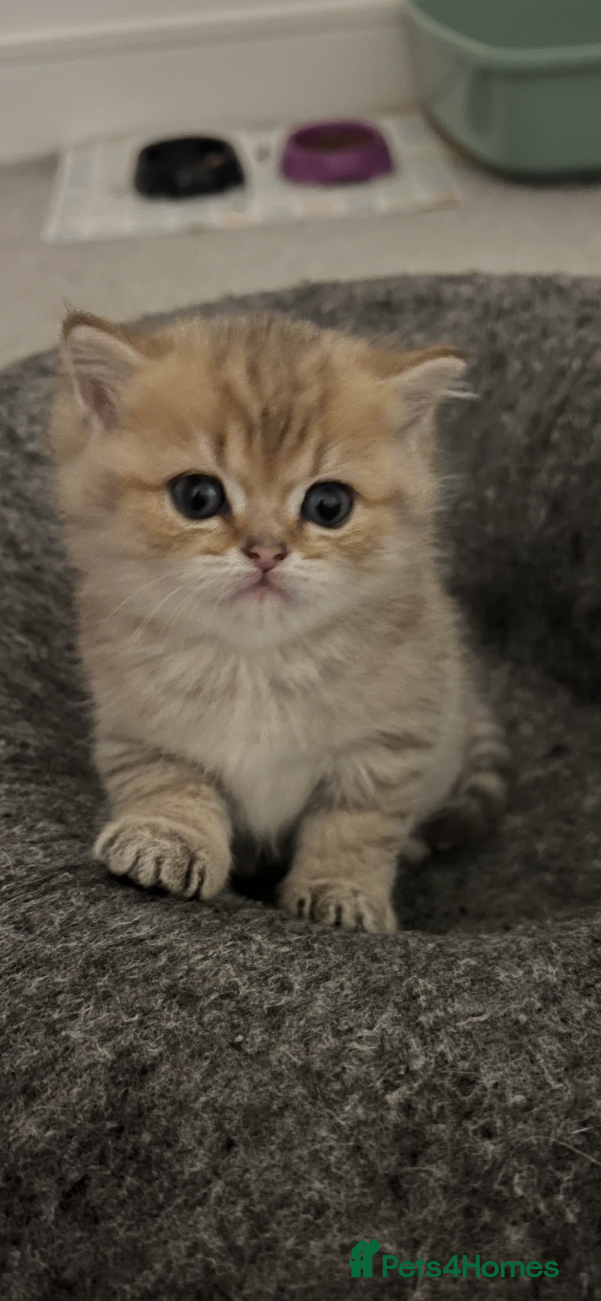 British Shorthair cats Two golden British Shorthair females - Advert 2