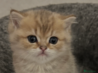 British Shorthair cats Two golden British Shorthair females - Advert 2