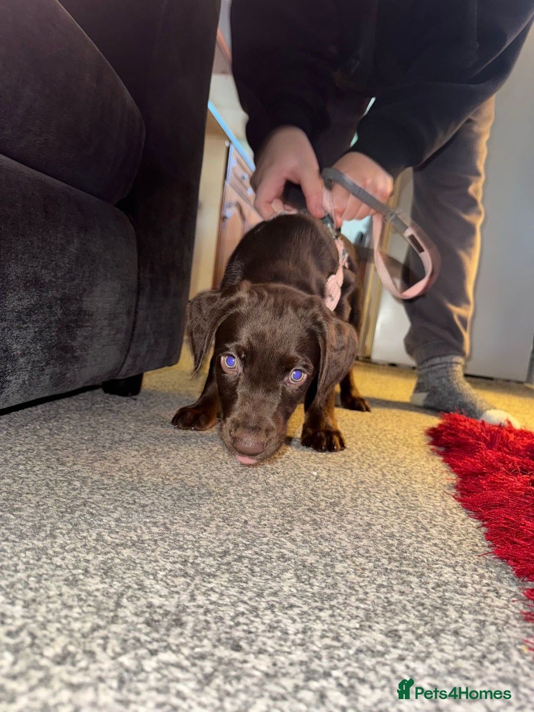 Cockerdor dogs for sale: Cockerdor puppy for sale - Advert 4