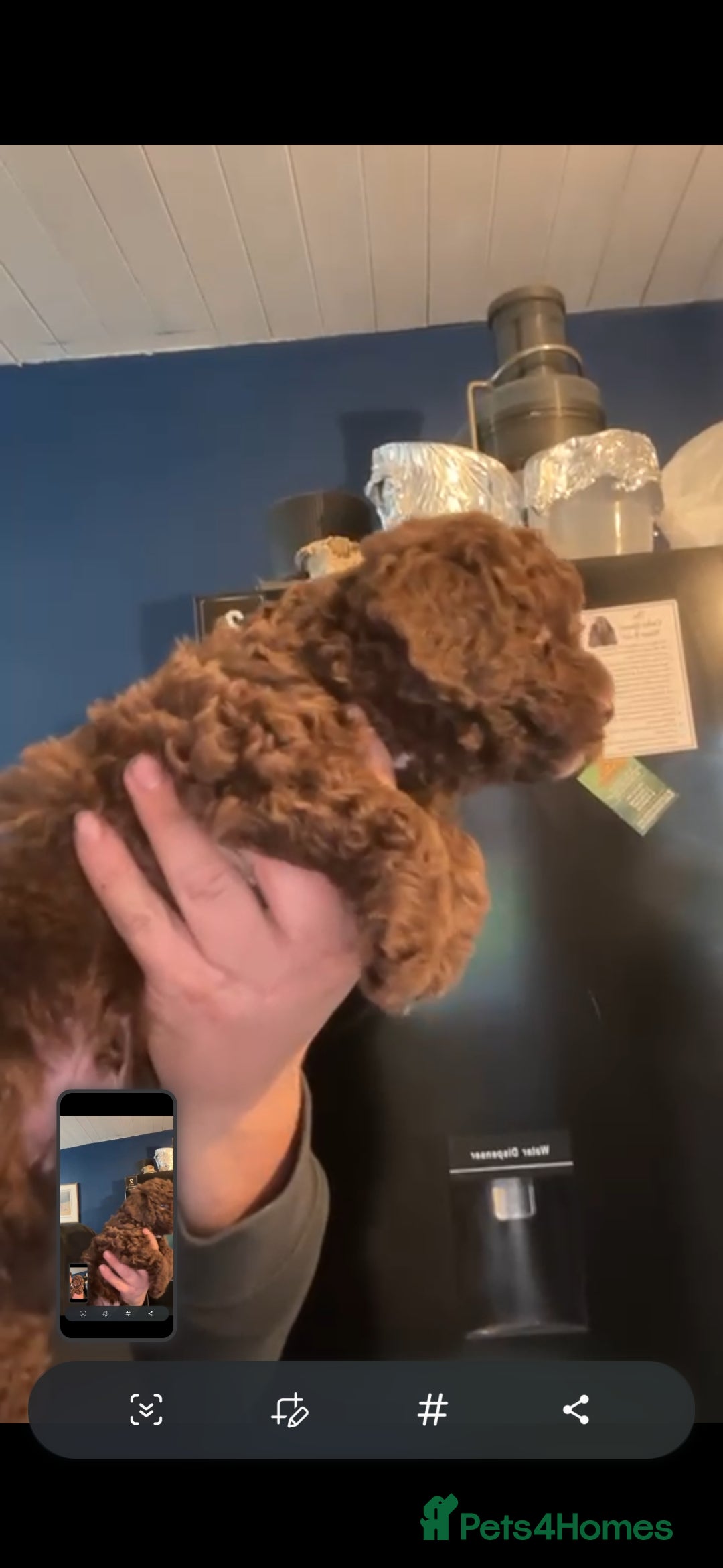Cockapoo dogs for sale: Gorgeous cockapoo looking for his forever home! - Image 4