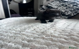 Mixed Breed cats for sale: All black kittens  - Image 2