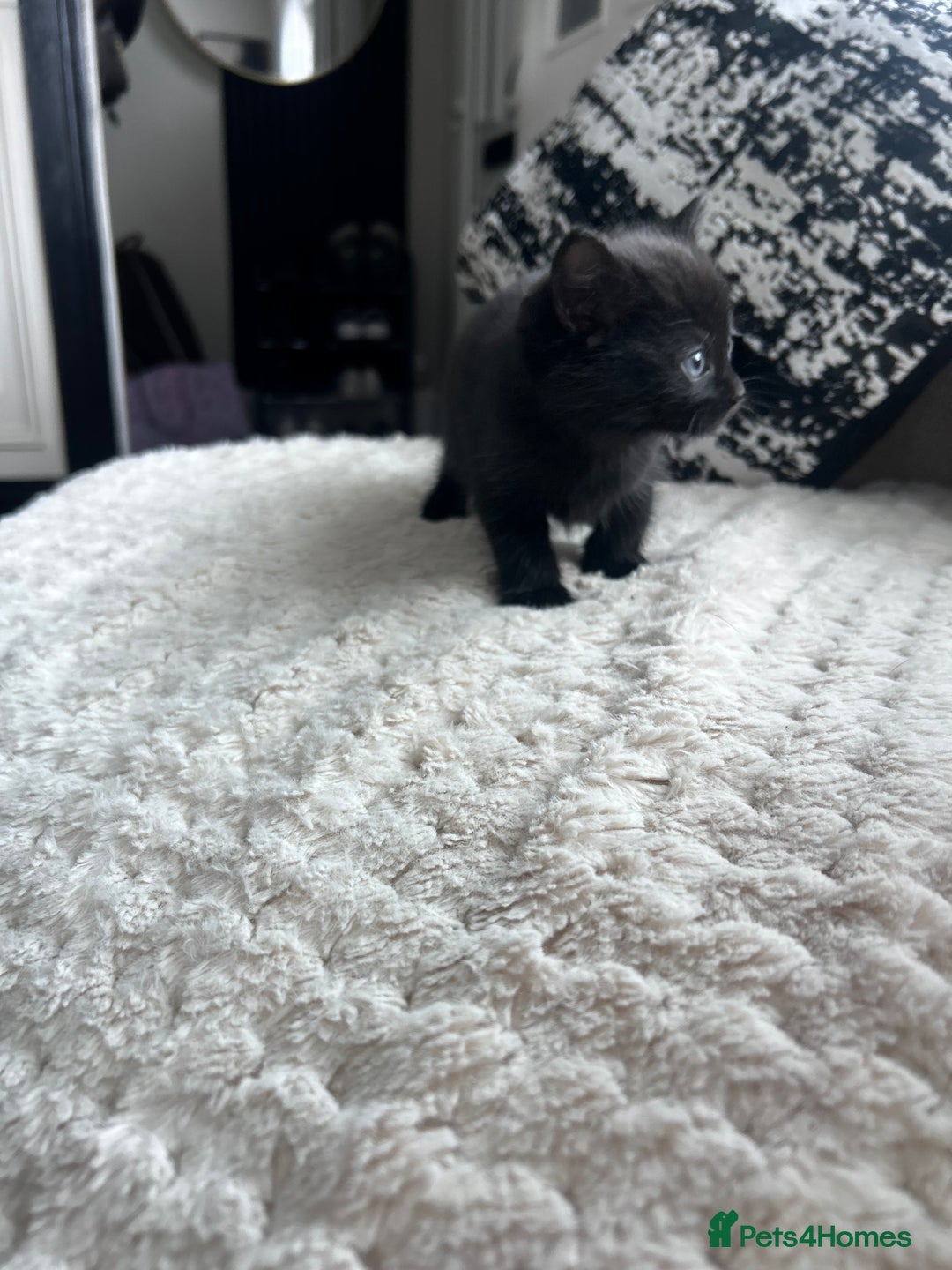 Mixed Breed cats for sale: All black kittens  - Image 2