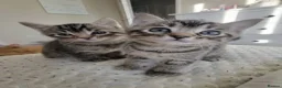 Bengal cats for sale: Bengal kittens for sale.  - Advert 2