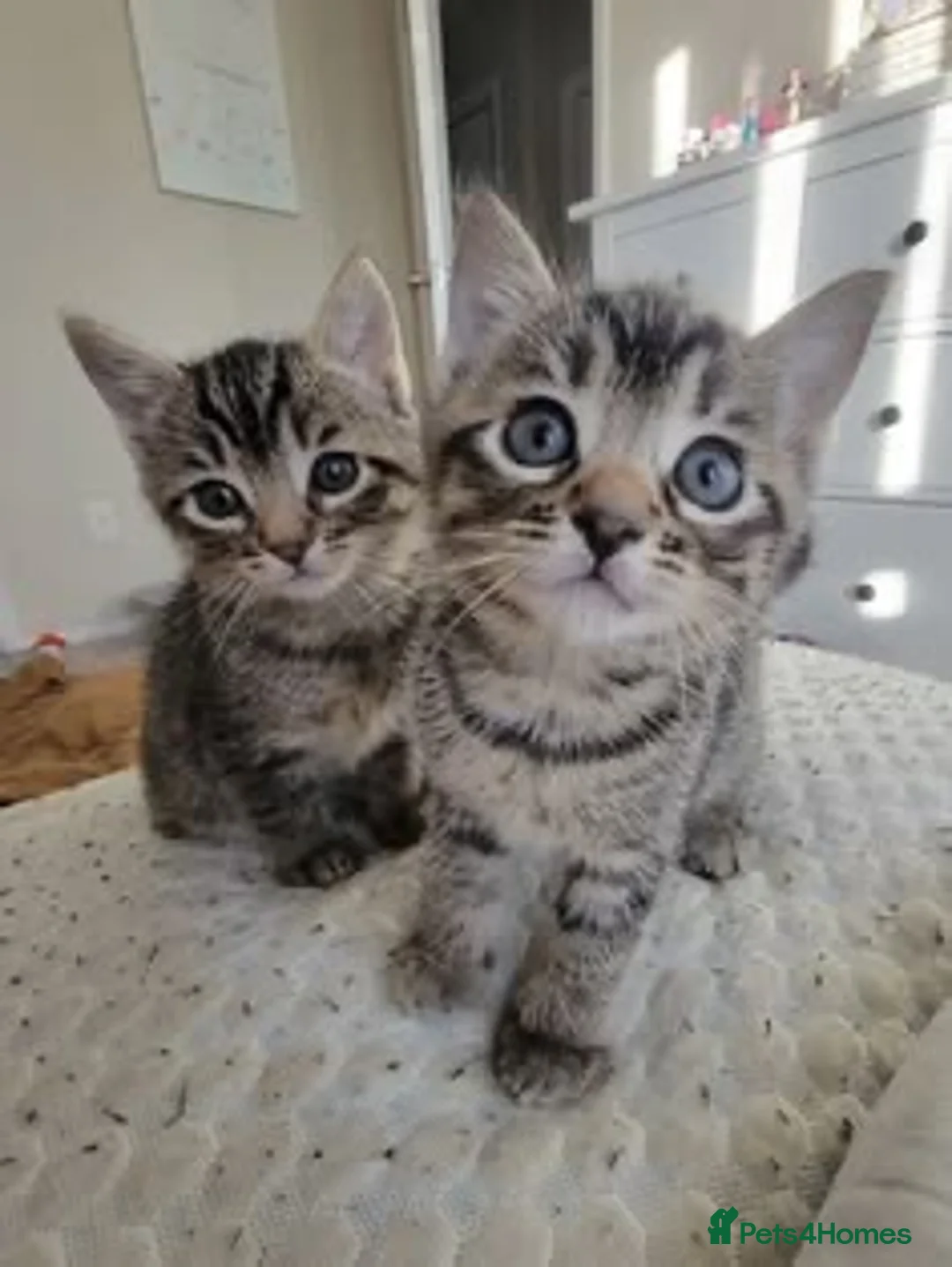 Bengal cats for sale: Bengal kittens for sale.  - Advert 2