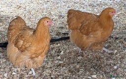 Chickens poultry for sale: Buff Orpington Trios - Image 2