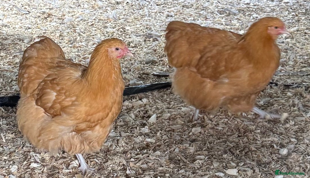 Chickens poultry for sale: Buff Orpington Trios - Image 2