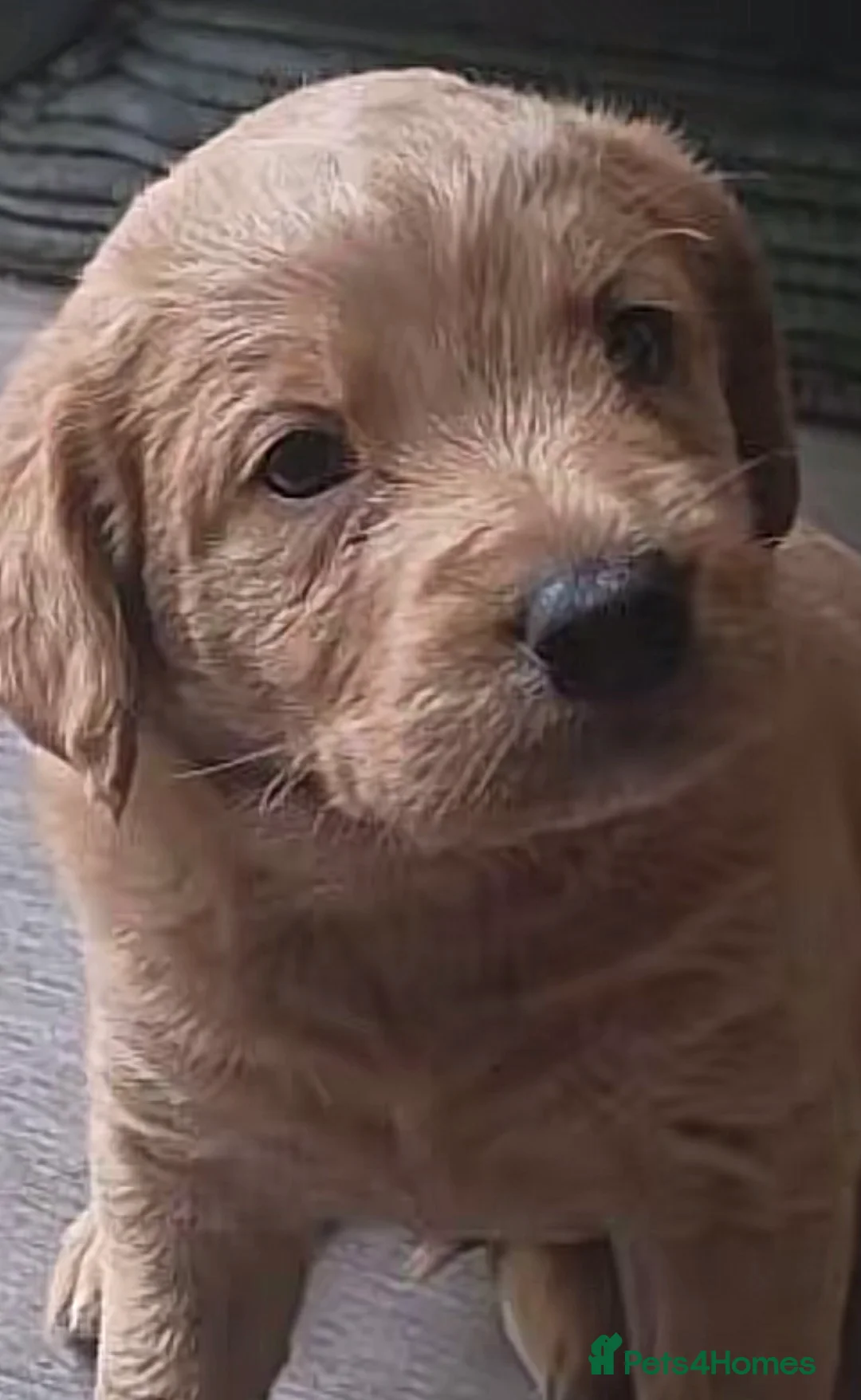 Mixed Breed dogs for sale: Cockapoo crossed Labrador puppies  in Romsey - Advert 2