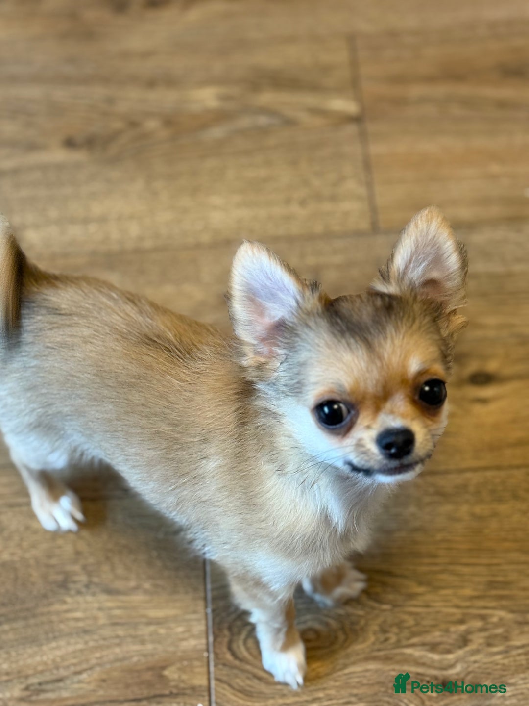 Chihuahua dogs for sale: Last show quality KC long coat Boy  - Advert 35