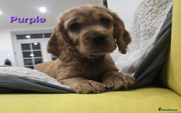 Cocker Spaniel dogs for sale: 🐾 Adorable Cocker Spaniel Puppies for Sale! 🐾 - Image 1