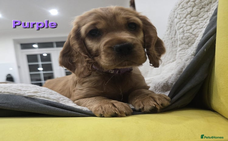 Cocker Spaniel dogs - Advert 4