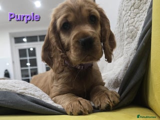 Cocker Spaniel dogs - Advert 5