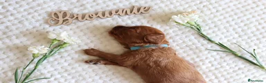 Cavapoo 1
